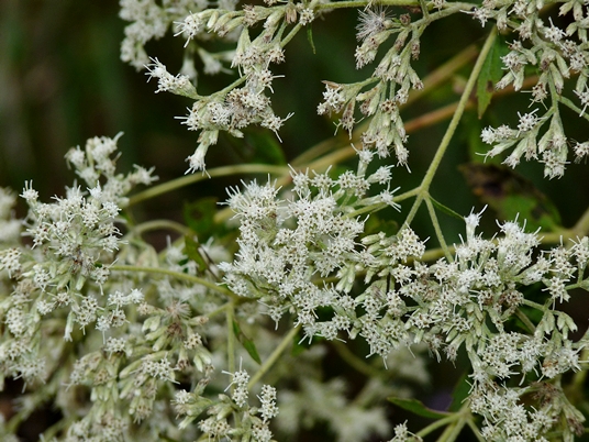 {Eupatorium pubescens}